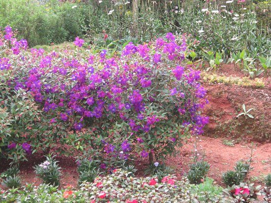 Rose Gardens